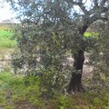 Olive per terra, ulivi danneggiati