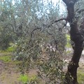 Olive per terra, ulivi danneggiati