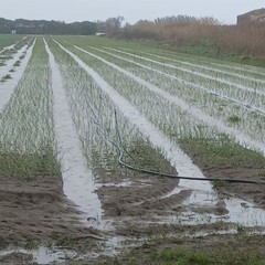 Piogge incessanti a Margherita: il maltempo allaga i campi di cipolle e carote