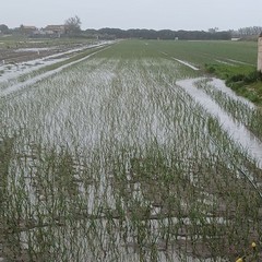 Piogge incessanti a Margherita: il maltempo allaga i campi di cipolle e carote
