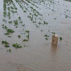 Piogge incessanti a Margherita: il maltempo allaga i campi di cipolle e carote