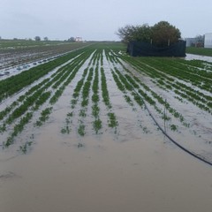 Piogge incessanti a Margherita: il maltempo allaga i campi di cipolle e carote