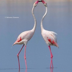 Fenicottero rosa