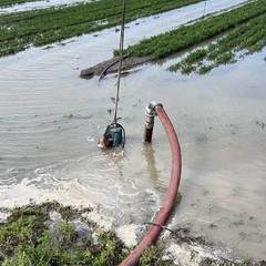 Piogge incessanti a Margherita: il maltempo allaga i campi di cipolle e carote