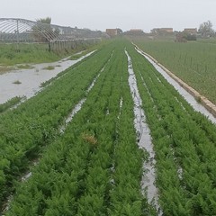 Piogge incessanti a Margherita: il maltempo allaga i campi di cipolle e carote