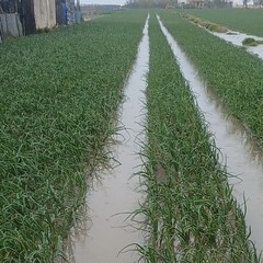 Piogge incessanti a Margherita: il maltempo allaga i campi di cipolle e carote