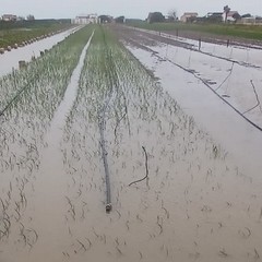 Piogge incessanti a Margherita: il maltempo allaga i campi di cipolle e carote