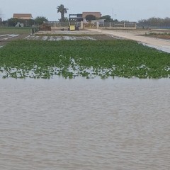 Piogge incessanti a Margherita: il maltempo allaga i campi di cipolle e carote
