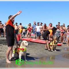 Attività dimostrativa a cura della Scuola Italiana Cani Salvataggio (SICS) e della Lifeguard