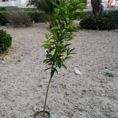 Albero Vincenzo