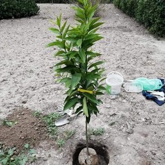 Albero Vincenzo