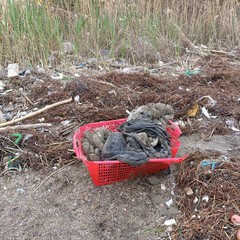 Margherita di Savoia, universitari fuorisede ripuliscono la spiaggia