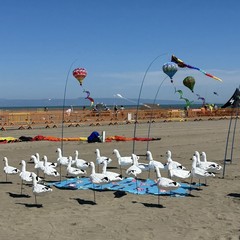Aquiloni e sguardo al cielo: prende il via il Festival dell’Aquilone a Margherita di Savoia