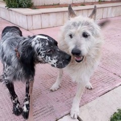 Margherita di Savoia dice addio a Black: «L’ultimo cane di quartiere. Un pezzo della nostra storia»