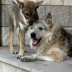 Margherita di Savoia dice addio a Black: «L’ultimo cane di quartiere. Un pezzo della nostra storia»