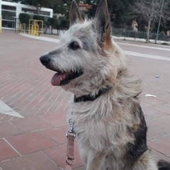 Margherita di Savoia dice addio a Black: «L’ultimo cane di quartiere. Un pezzo della nostra storia»