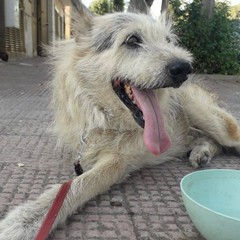Margherita di Savoia dice addio a Black: «L’ultimo cane di quartiere. Un pezzo della nostra storia»