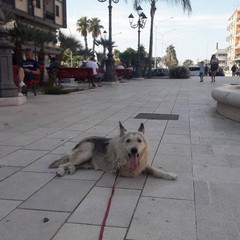 Margherita di Savoia dice addio a Black: «L’ultimo cane di quartiere. Un pezzo della nostra storia»