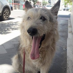 Margherita di Savoia dice addio a Black: «L’ultimo cane di quartiere. Un pezzo della nostra storia»