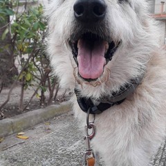 Margherita di Savoia dice addio a Black: «L’ultimo cane di quartiere. Un pezzo della nostra storia»