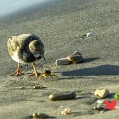 Il fiume Ofanto: un ecosistema tra natura, biodiversità e turismo sostenibile