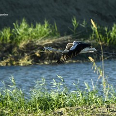 Il fiume Ofanto: un ecosistema tra natura, biodiversità e turismo sostenibile
