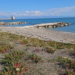 Alla scoperta della Cipolla Bianca di Margherita Igp: dolcezza e tradizione tra sabbia e mare