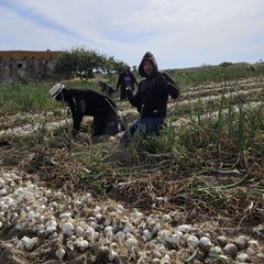 Alla scoperta della Cipolla Bianca di Margherita Igp: dolcezza e tradizione tra sabbia e mare