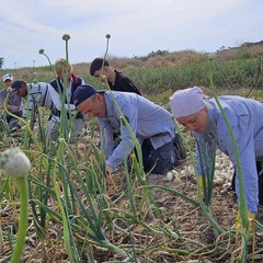 Alla scoperta della Cipolla Bianca di Margherita Igp: dolcezza e tradizione tra sabbia e mare