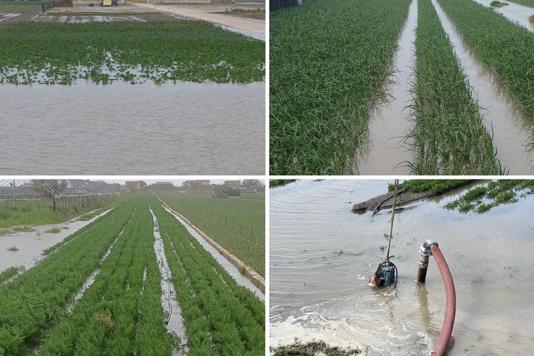 Piogge incessanti a Margherita: il maltempo allaga i campi di cipolle e carote