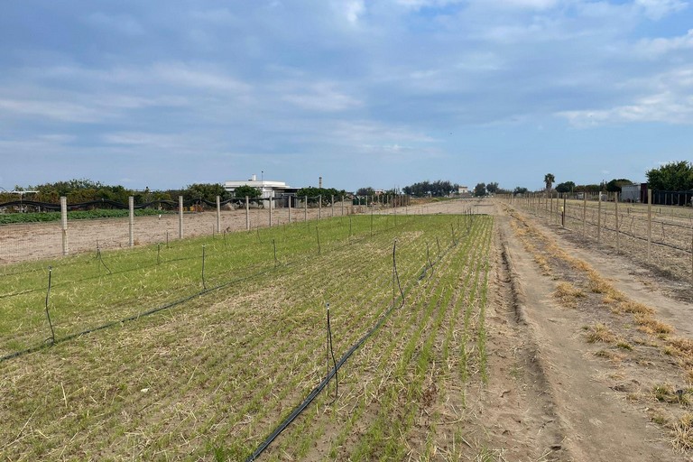 Furti di semi nei campi di Margherita