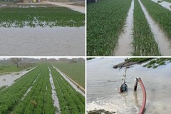 Piogge incessanti a Margherita: il maltempo allaga i campi di cipolle e carote