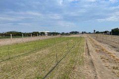 Furti di semi nei campi di Margherita, l'allarme degli agricoltori
