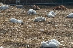 Galline decapitate e telecamere manomesse: atto vandalico nella casa al mare dell’ex deputato Sannicandro