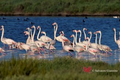 Il fenicottero rosa: simbolo di fascino e bellezza della Salina di Margherita di Savoia