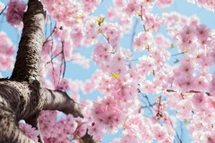 Benvenuta primavera: a Margherita di Savoia eventi e intrattenimento per bambini e famiglie