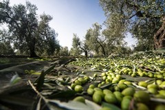 Olio d'oliva, cresce l'importazione dalla Tunisia ed il rischio di frodi