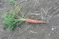 Biodiversità a Margherita di Savoia: si coltivano carote antiche sugli arenili