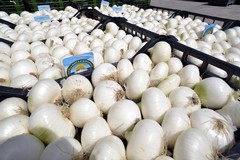 Cipolla Bianca di Margherita Igp: da oggi al 9 febbraio a Fruit Logistica