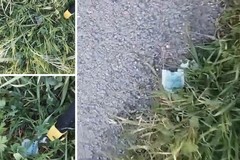 Allarme veleno: trovate bustine letali per animali in zona Città Giardino a Margherita di Savoia