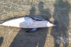 Cucciolo di delfino ritrovato morto a Zapponeta