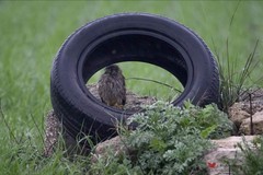 Natura e rifiuti: Gheppio trova riparo dentro uno pneumatico abbandonato