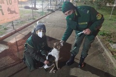 Guardie zoofile di Fareambiente ritrovano cane smarrito