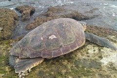 Ogni anno 300 carcasse di tartaruga lungo la costa fra Margherita di Savoia e Monopoli