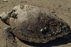 Esemplari di tartarughe Caretta caretta ritrovati sulla costa