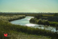 Il fiume Ofanto: un ecosistema tra natura, biodiversità e turismo sostenibile
