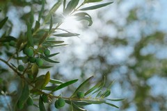 Richiesta di interventi urgenti per il nuovo focolaio di Xylella