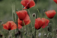 A Margherita di Savoia un incontro sulla partecipazione di uomini e donne del Sud alla Liberazione d’Italia