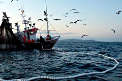 Fermo pesca, Coldiretti: «Esteri 8 pesci su 10 nel piatto, istituire la "carta del pesce"»