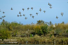 Valorizzare l’ecosistema e la biodiversità: Margherita celebra la Giornata Mondiale delle Zone Umide